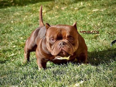 American Bullies Puppies for Sale - Male & Female Available