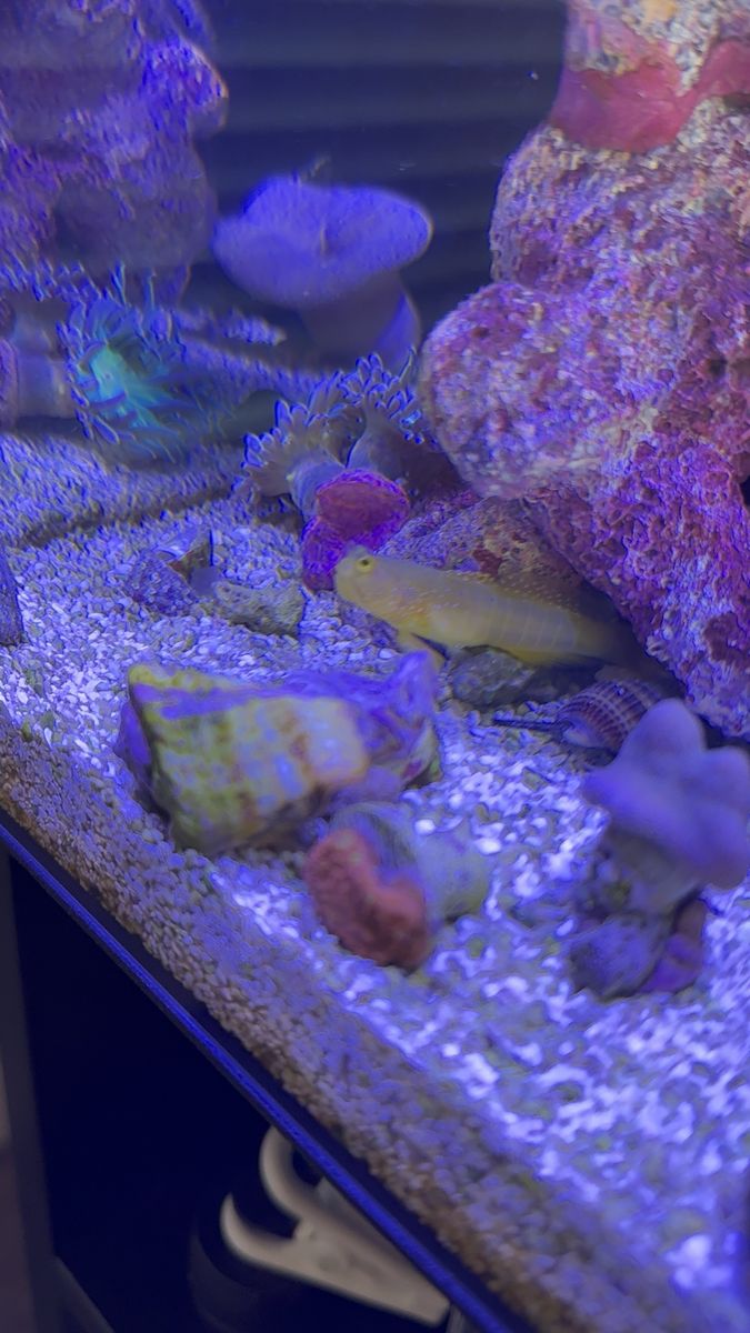 Yellow Watchmen Goby