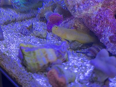 Yellow Watchmen Goby