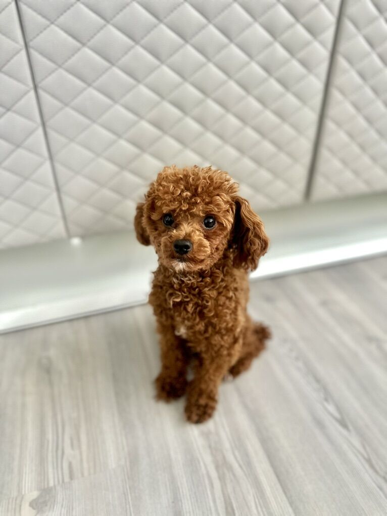 Darling 4 Pound Teacup Deep Red Poodle Stud