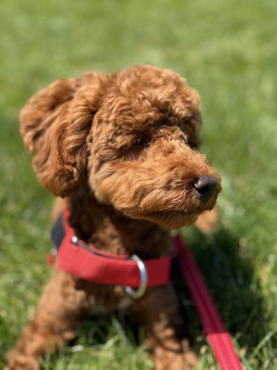 Purebred Red Toy Poodle puppy baby boy! AKC and embark tested. With all extras you need for care. 