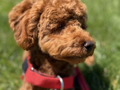 Purebred Red Toy Poodle puppy baby boy! AKC and embark tested. With all extras you need for care.