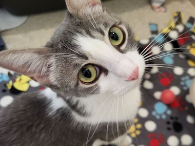 Hello my name is Monza