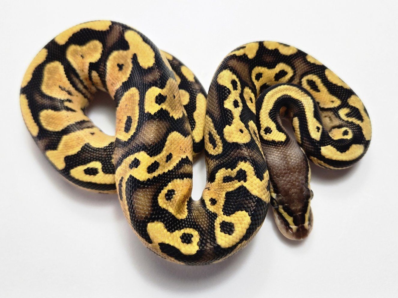 2026 Baby Ball Python Female