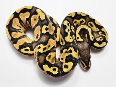2026 Baby Ball Python Female