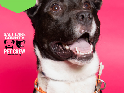 A160617 Bentley is Available for Adoption!