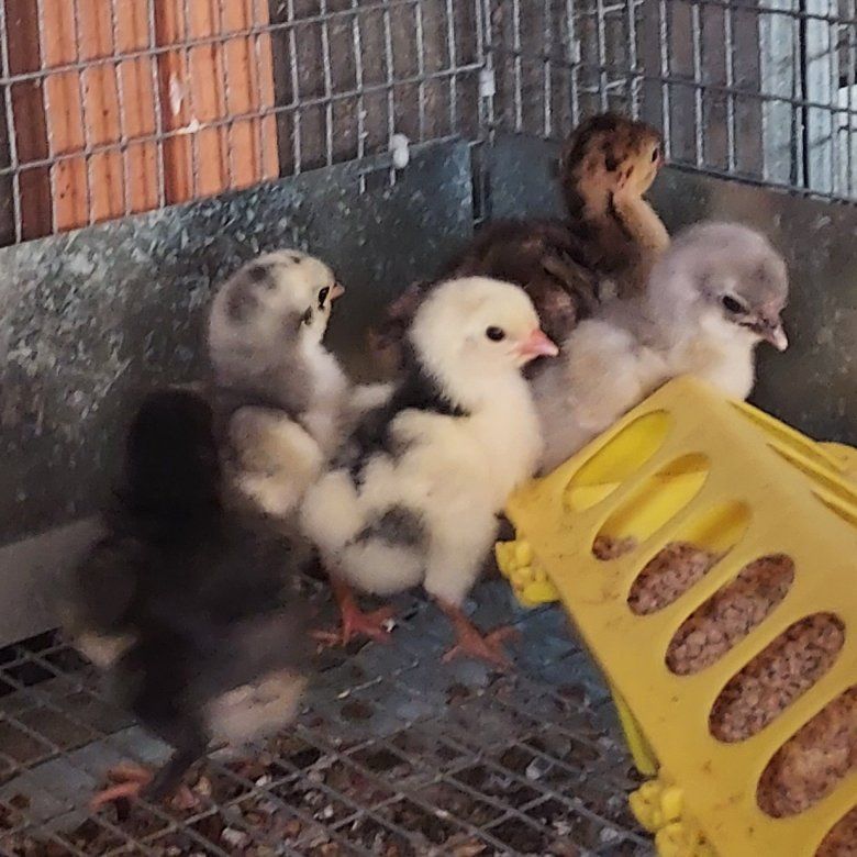 Standard Bronze Turkey poults $25.00 each