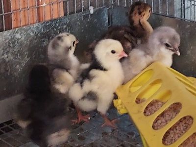 Standard Bronze Turkey poults $25.00 each