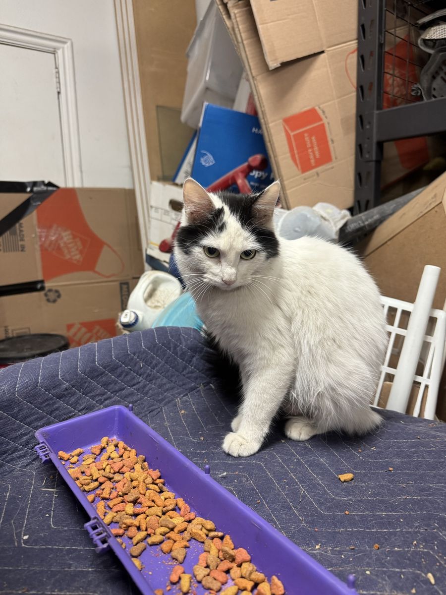 Female cat looking for a loving home. Her name is Cookie