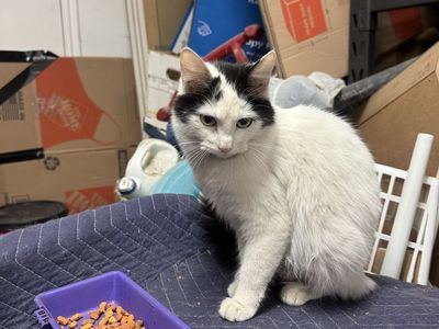 Female cat looking for a loving home. Her name is Cookie