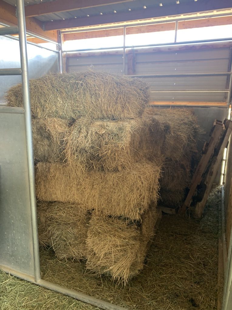 Cow Hay For Sale