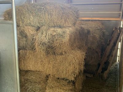 Cow Hay For Sale
