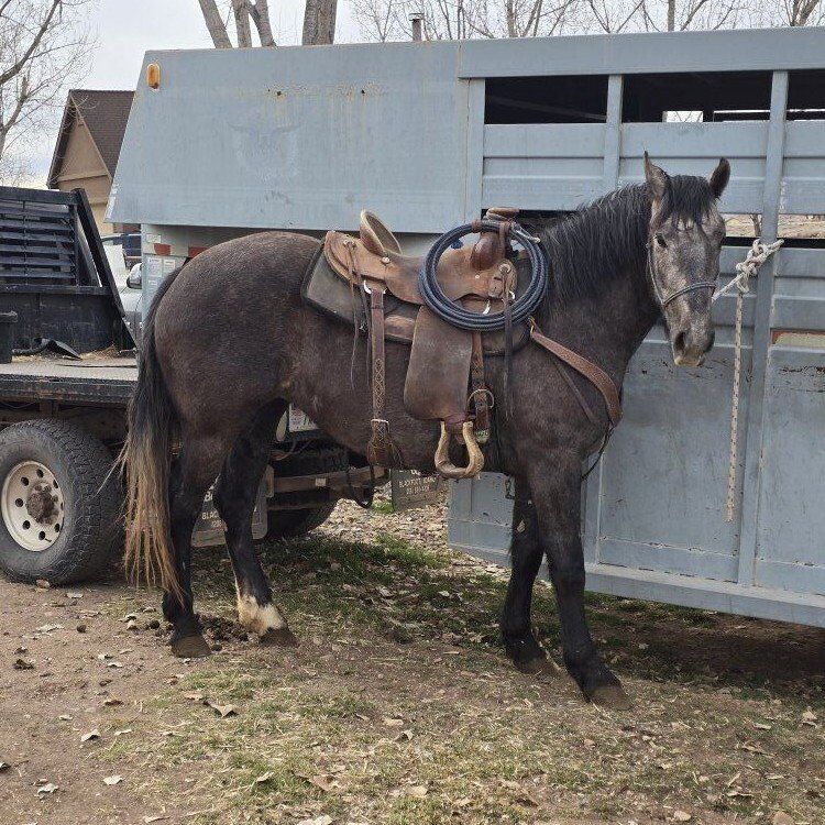 3 yr old 1/2 draft filly