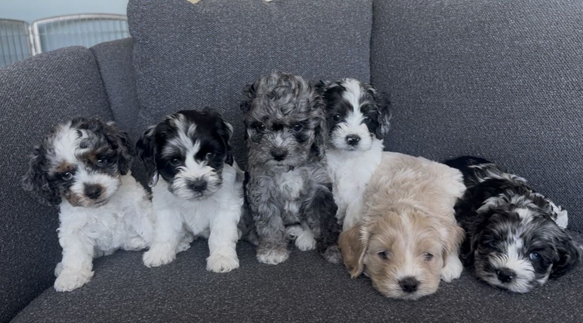 Mini/toy Cockapoos