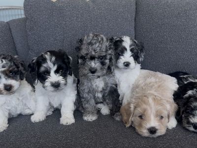 Mini/toy Cockapoos