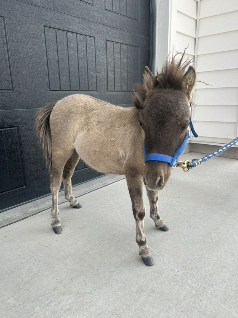Super Cute Mini Stud Colt