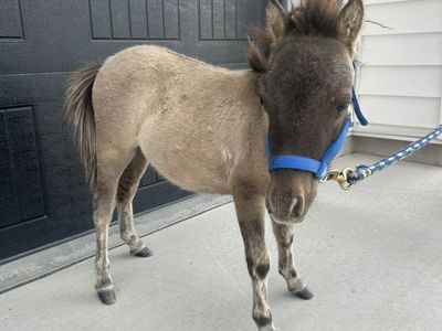 Super Cute Mini Stud Colt