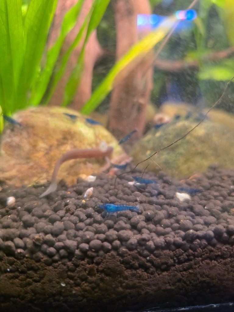 Blue Dream Cherry Shrimp