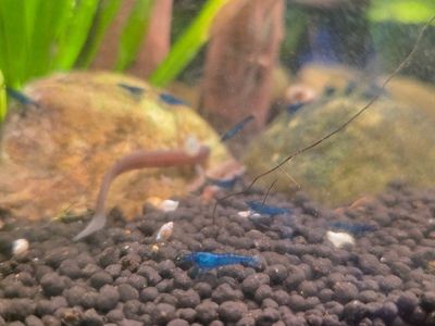 Blue Dream Cherry Shrimp