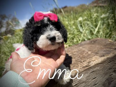 Akc mini poodles