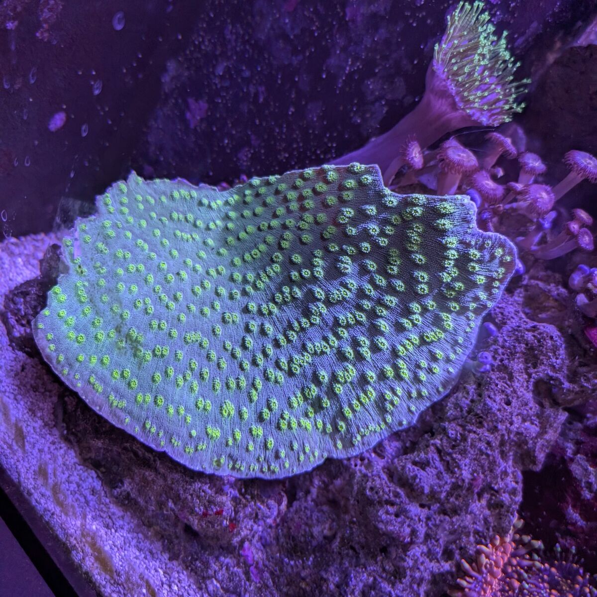 Hollywood Stunner chalice coral