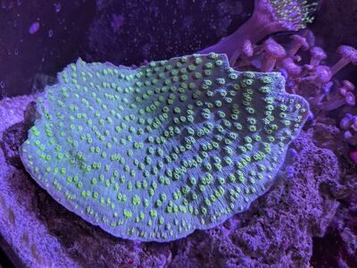 Hollywood Stunner chalice coral