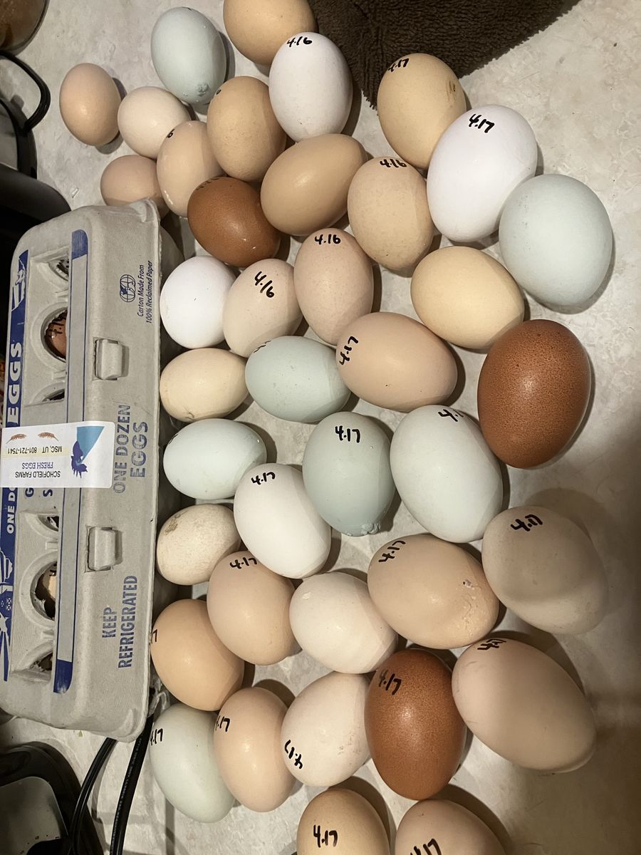 Farm Fresh Free Range Eggs