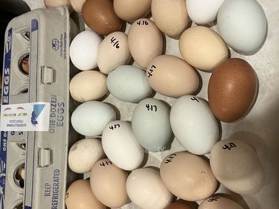 Farm Fresh Free Range Eggs