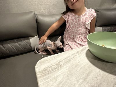 Sphynx Kittens Ready Now!