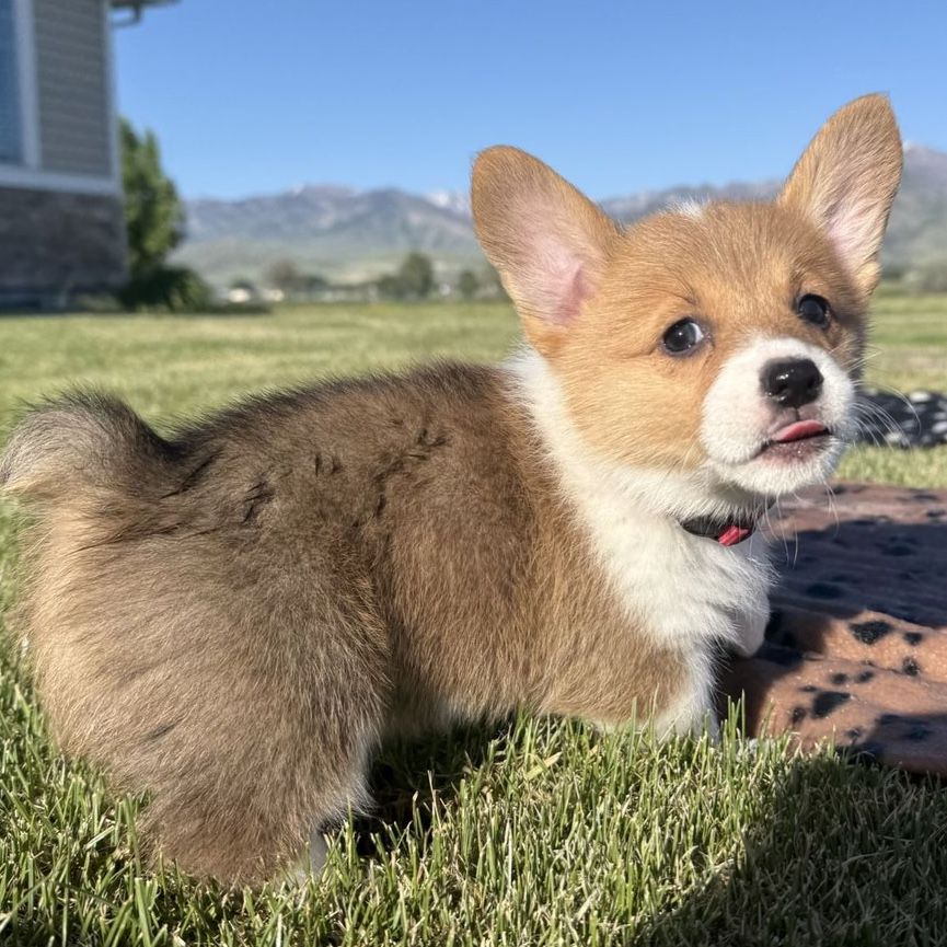 AKC Pembroke Welsh Corgi Puppies, Ready NEXT WEEK!