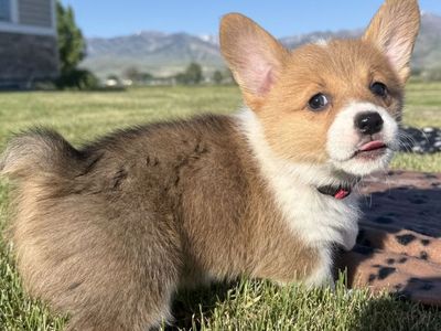 AKC Pembroke Welsh Corgi Puppies, Ready NEXT WEEK!