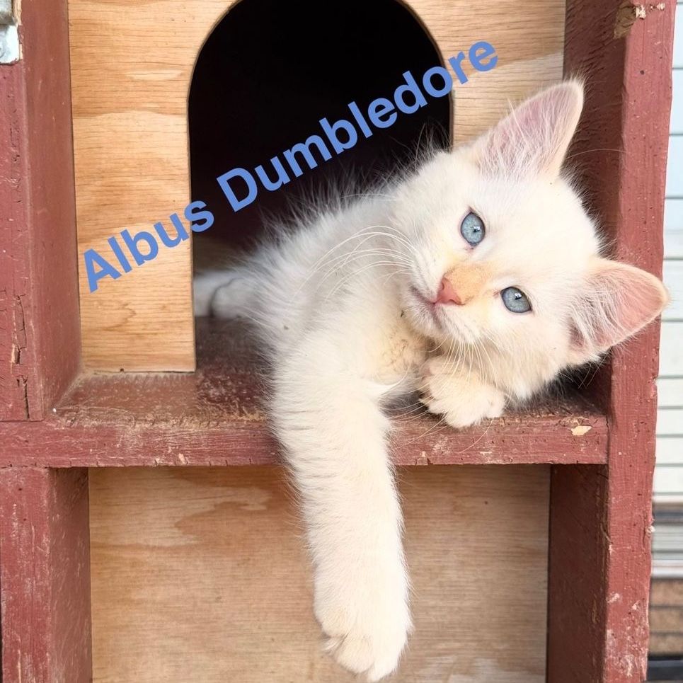 Dollface Persian Mix,  Kittens for Sale