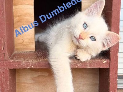 Dollface Persian Mix, Kittens for Sale