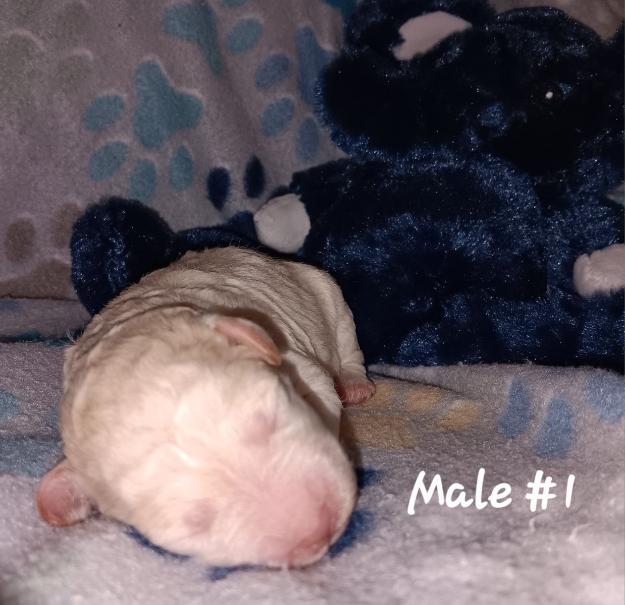 Miniature Schnauzer Male