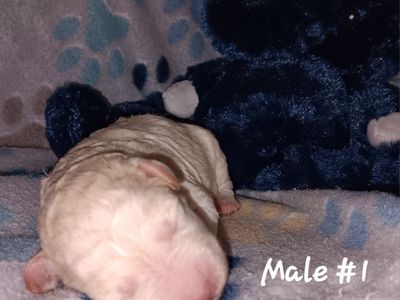 Miniature Schnauzer Male
