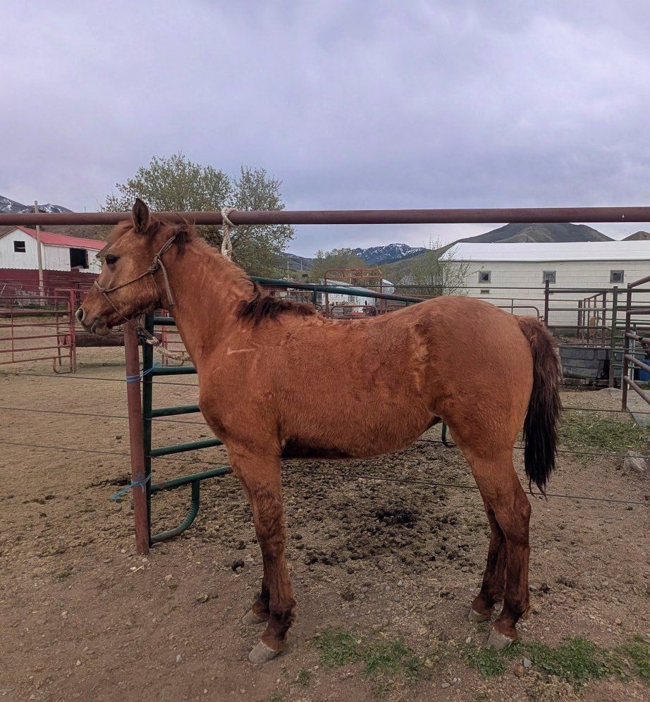 Red Dun Morgan Filly