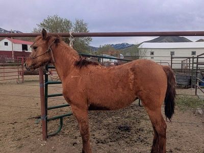 Red Dun Morgan Filly