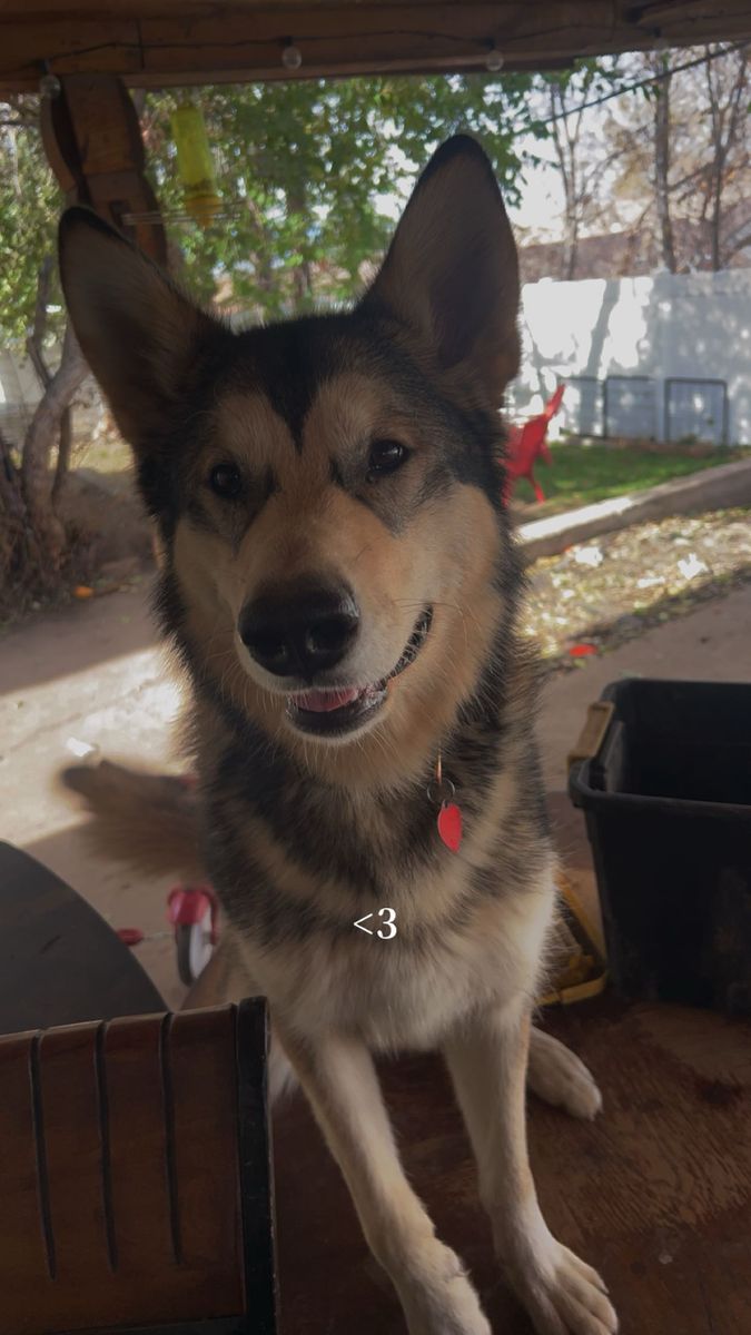 Malamute husky