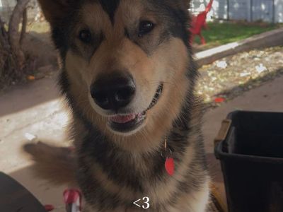 Malamute husky