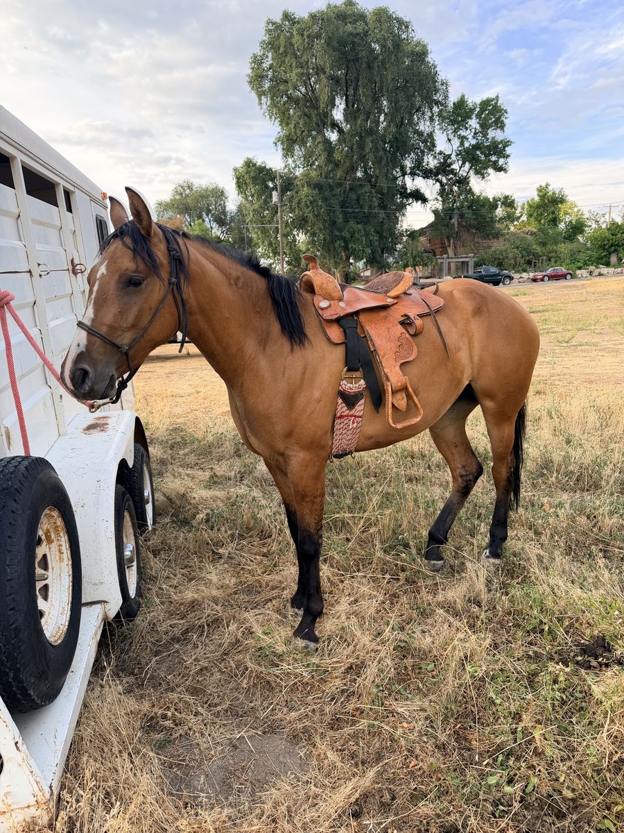 2 year old filly
