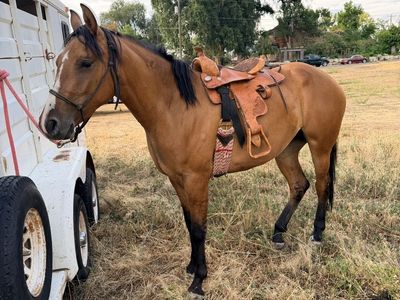 2 year old filly