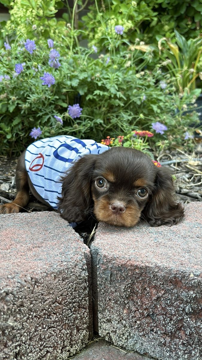 AKC Cavalier King Charles Spaniel