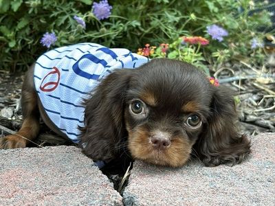 AKC Cavalier King Charles Spaniel