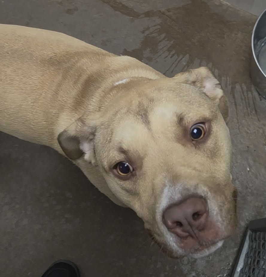 FOUND DOG: Please Help Us Reunite with Owner! Brigham City Utah Animal Shelter