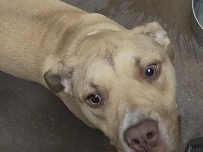 FOUND DOG: Please Help Us Reunite with Owner! Brigham City Utah Animal Shelter