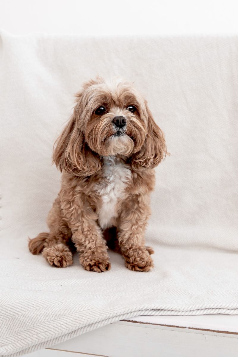 Petite F1 Cavapoo Stud