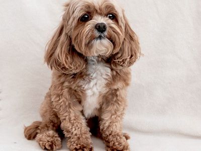 Petite F1 Cavapoo Stud