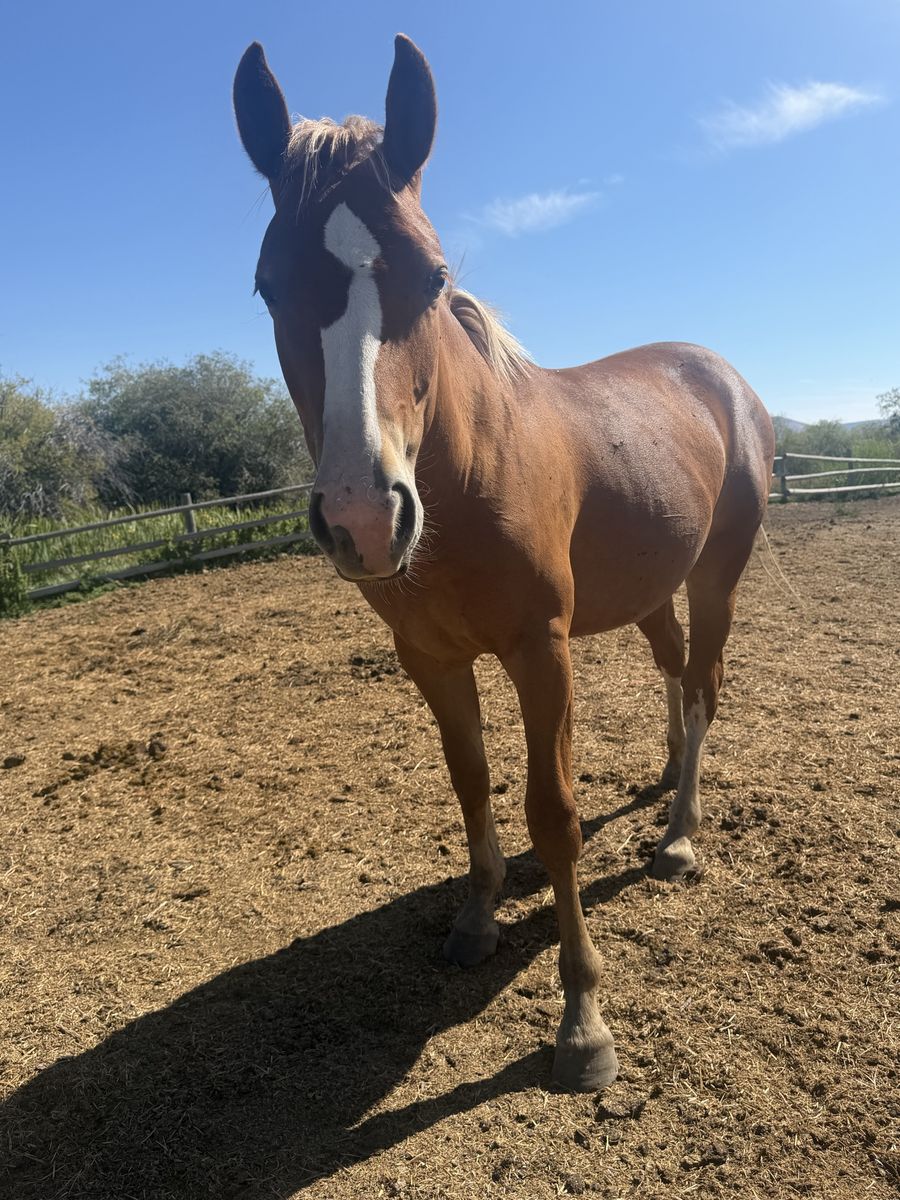 Coming 2 year old 1/2 draft filly