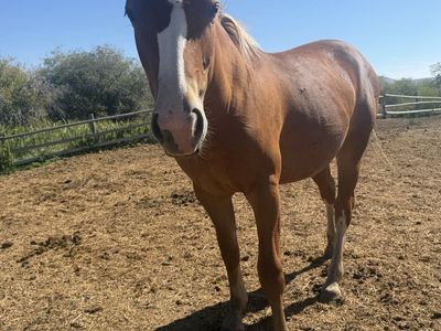 Coming 2 year old 1/2 draft filly