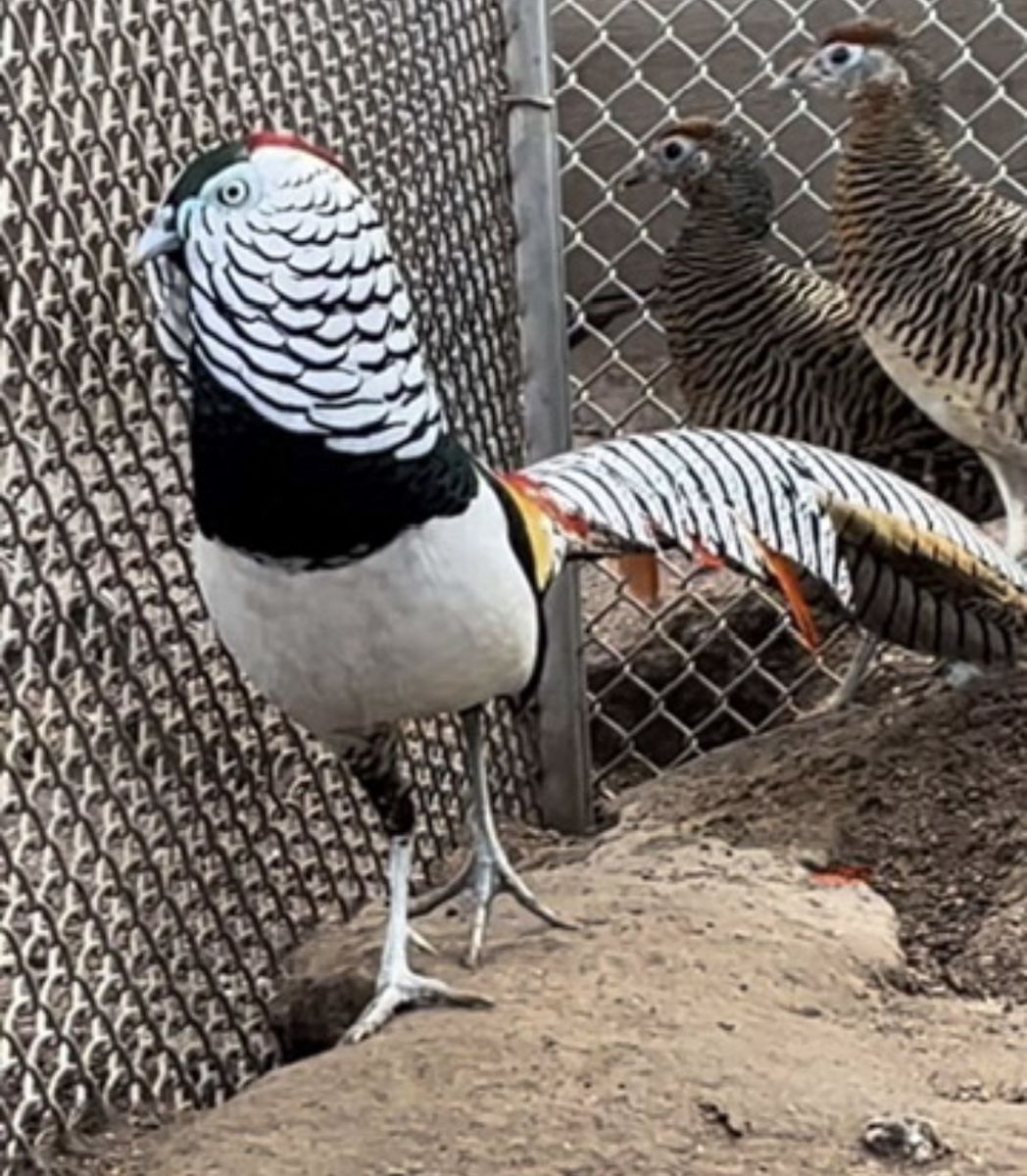 2026 hatch lady Amherst pheasant pairs